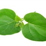 gymnemna leaf
