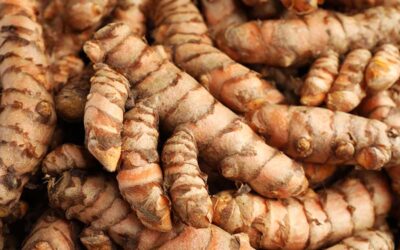 Curcuma Longa Rhizomes: A Deep Dive into Their History and Health Benefits